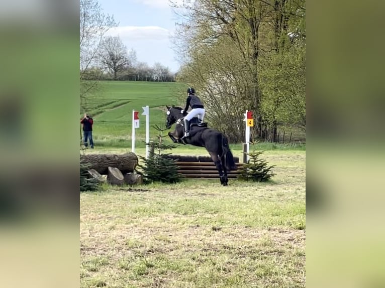 Irish Sport Horse Wallach 13 Jahre 147 cm Rappe in Nehms