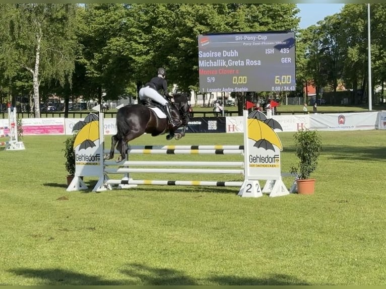 Irish Sport Horse Wallach 13 Jahre 147 cm Rappe in Nehms