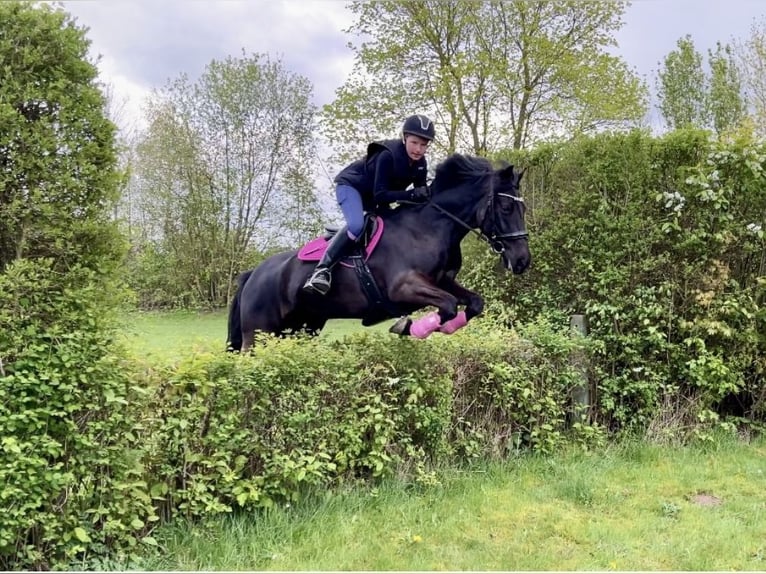 Irish Sport Horse Wallach 13 Jahre 147 cm Rappe in Nehms