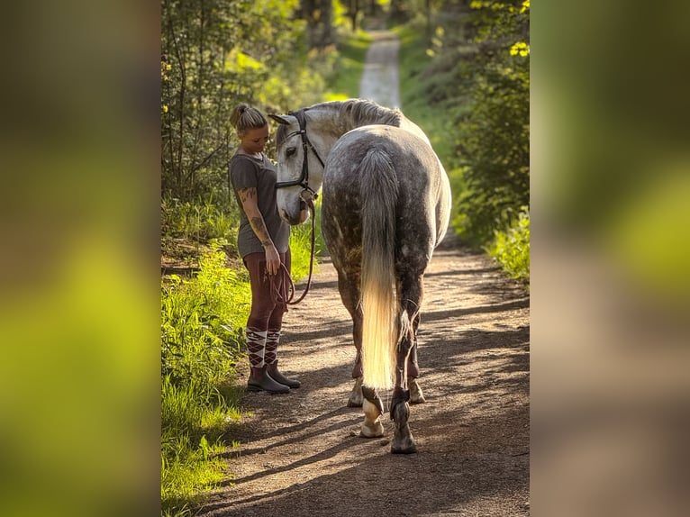 Irish Sport Horse Wallach 13 Jahre 160 cm Apfelschimmel in Bedburg-Hau