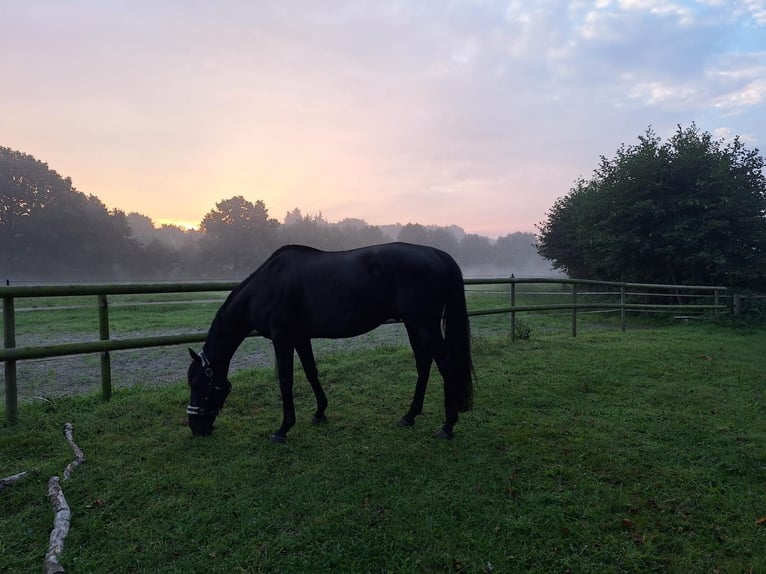 Irish Sport Horse Wallach 13 Jahre 163 cm Rappe in Breiholz