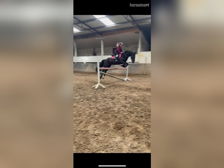 Irish Sport Horse Wallach 13 Jahre 163 cm Rappe in Mayo