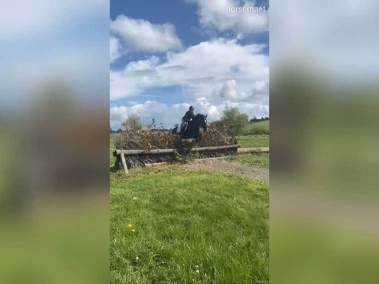 Irish Sport Horse Wallach 13 Jahre 163 cm Rappe in Mayo