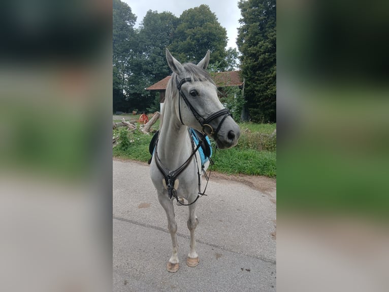 Irish Sport Horse Mix Wallach 13 Jahre 164 cm Schimmel in Roßhaupten
