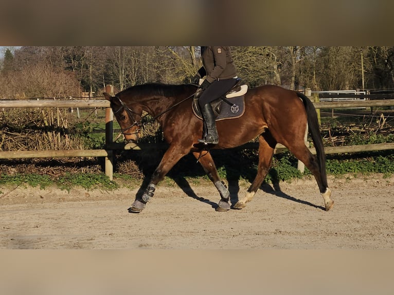 Irish Sport Horse Mix Wallach 13 Jahre 165 cm Brauner in Wachtendonk