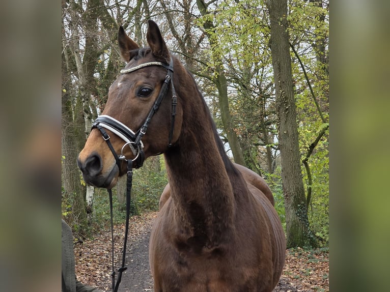 Irish Sport Horse Mix Wallach 13 Jahre 165 cm Brauner in Wachtendonk