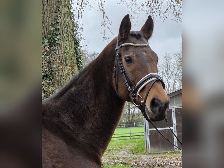 Irish Sport Horse Mix Wallach 13 Jahre 165 cm Brauner in Wachtendonk