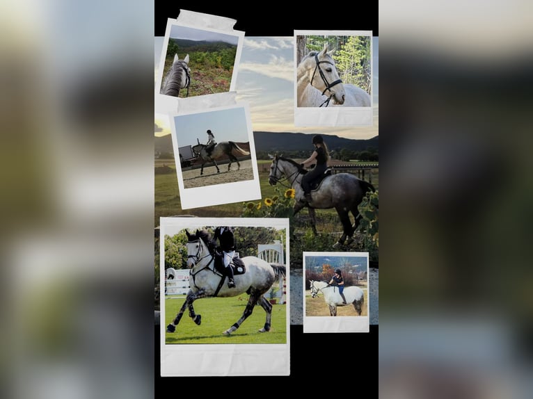 Irish Sport Horse Wallach 13 Jahre 165 cm  in Wiener Neustadt