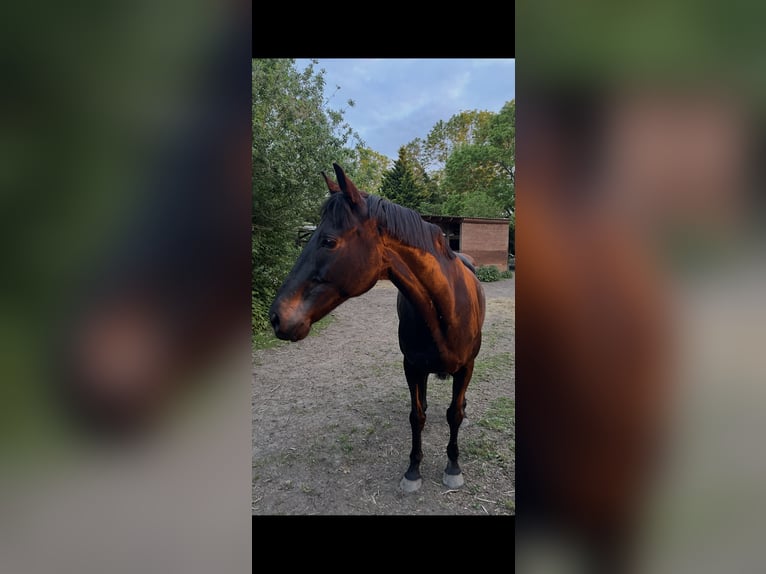 Irish Sport Horse Wallach 13 Jahre 175 cm Dunkelbrauner in Osterburg