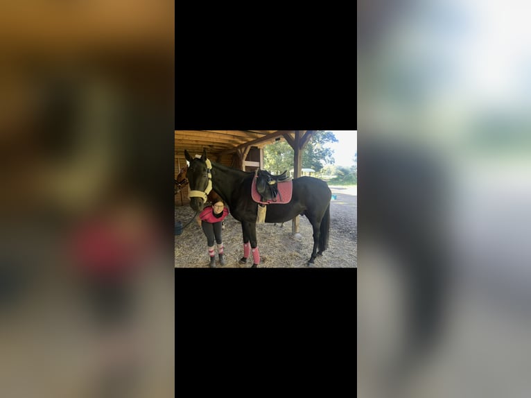 Irish Sport Horse Wallach 13 Jahre 175 cm Dunkelbrauner in Osterburg