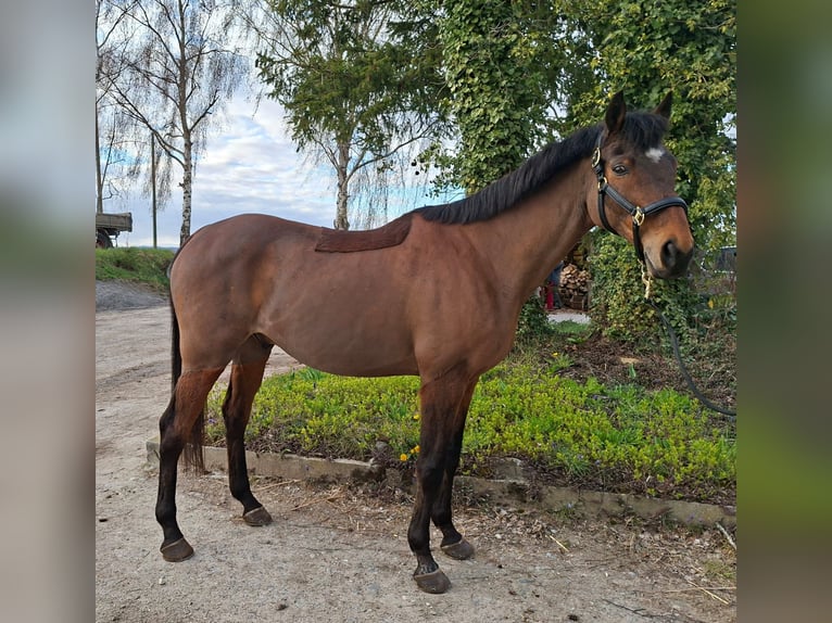 Irish Sport Horse Wallach 14 Jahre 162 cm Brauner in Schaffhausen