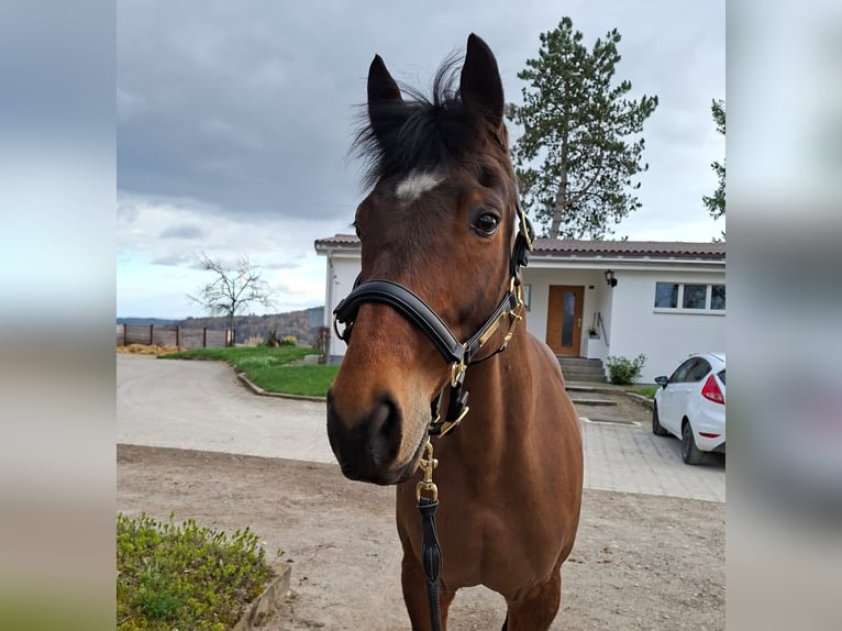 Irish Sport Horse Wallach 14 Jahre 162 cm Brauner in Schaffhausen