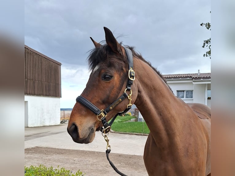 Irish Sport Horse Wallach 14 Jahre 162 cm Brauner in Schaffhausen