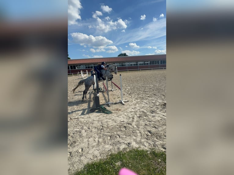 Irish Sport Horse Wallach 14 Jahre 164 cm Apfelschimmel in Selm