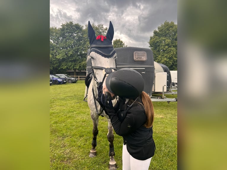 Irish Sport Horse Wallach 14 Jahre 164 cm Apfelschimmel in Selm