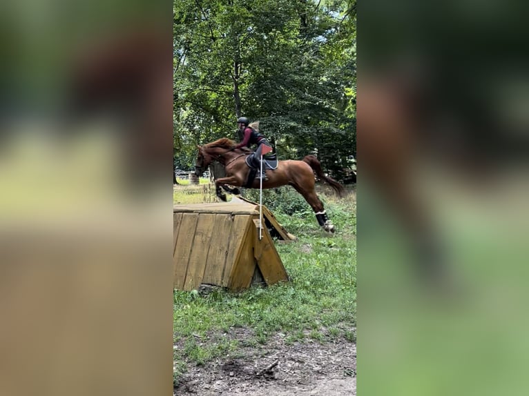 Irish Sport Horse Wallach 14 Jahre 165 cm Fuchs in Mainz