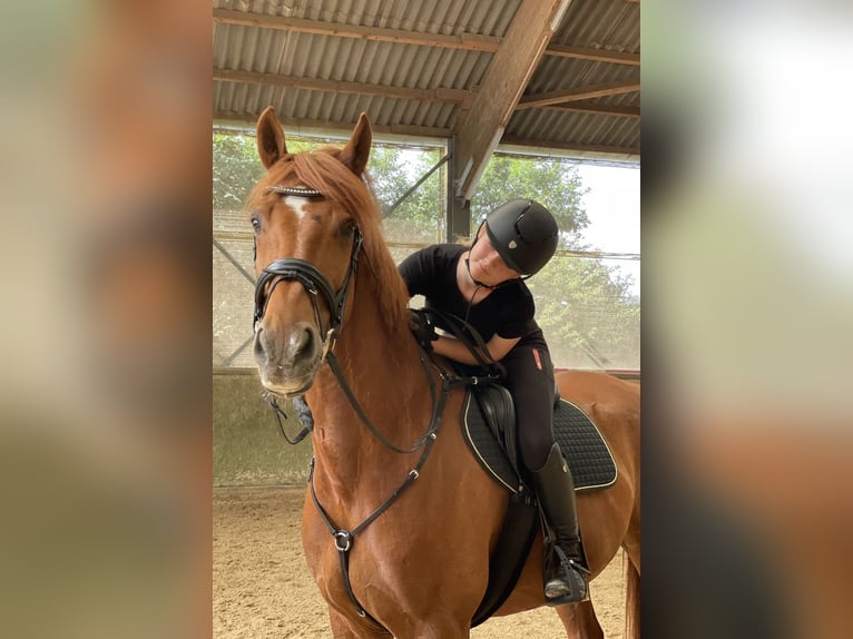 Irish Sport Horse Wallach 14 Jahre 165 cm Fuchs in Mainz