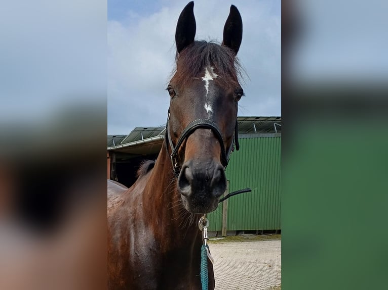 Irish Sport Horse Wallach 14 Jahre 171 cm Dunkelbrauner in Kölln-Reisiek