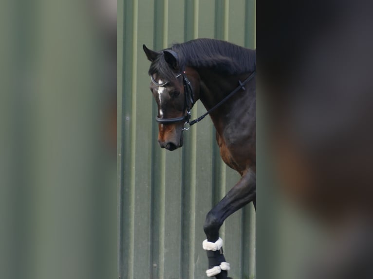Irish Sport Horse Wallach 14 Jahre 171 cm Dunkelbrauner in Kölln-Reisiek