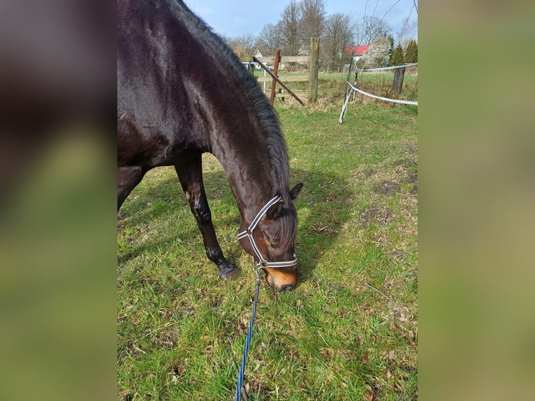Irish Sport Horse Wallach 14 Jahre 171 cm Dunkelbrauner in Kölln-Reisiek