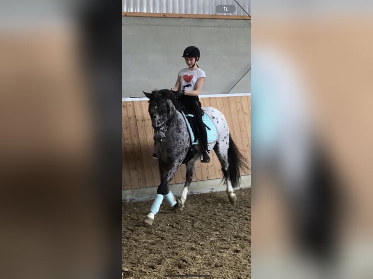Irish Sport Horse Wallach 15 Jahre 150 cm Schimmel in Hattingen