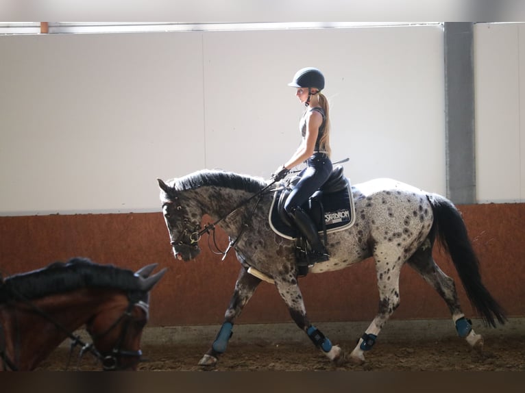 Irish Sport Horse Wallach 15 Jahre 150 cm Schimmel in Hattingen