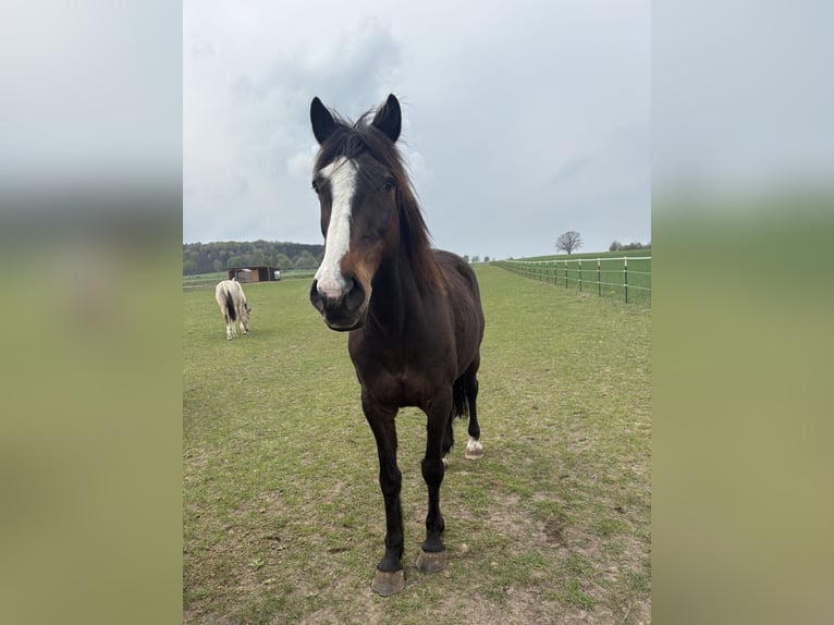 Irish Sport Horse Wallach 15 Jahre 160 cm Brauner in Hanstedt
