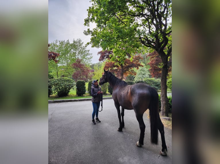 Irish Sport Horse Wallach 15 Jahre 160 cm Brauner in Hanstedt