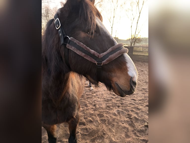 Irish Sport Horse Wallach 15 Jahre 160 cm Brauner in Hanstedt