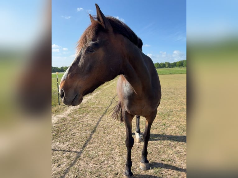 Irish Sport Horse Wallach 15 Jahre 160 cm Brauner in Hanstedt