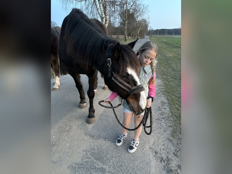 Irish Sport Horse Wallach 15 Jahre 160 cm Brauner in Hanstedt