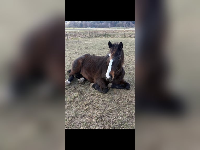 Irish Sport Horse Wallach 15 Jahre 160 cm Brauner in Hanstedt