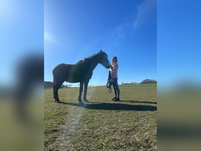 Irish Sport Horse Wallach 15 Jahre 160 cm Brauner in Hanstedt