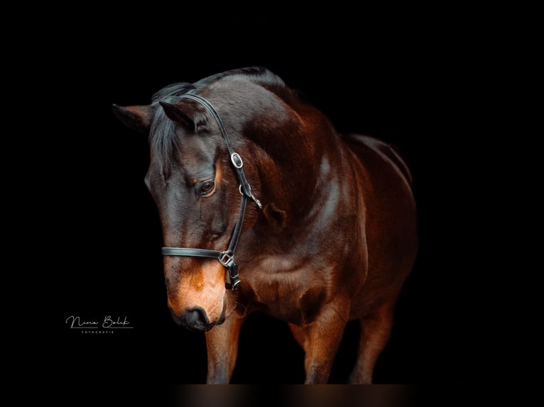 Irish Sport Horse Wallach 15 Jahre 163 cm in K&#xF6;ngen