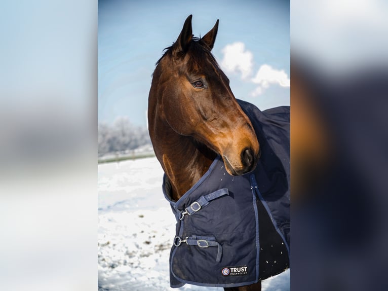 Irish Sport Horse Wallach 15 Jahre 163 cm in K&#xF6;ngen