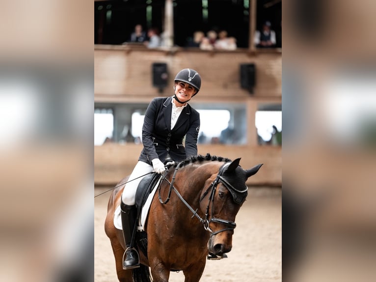 Irish Sport Horse Wallach 15 Jahre 163 cm in K&#xF6;ngen