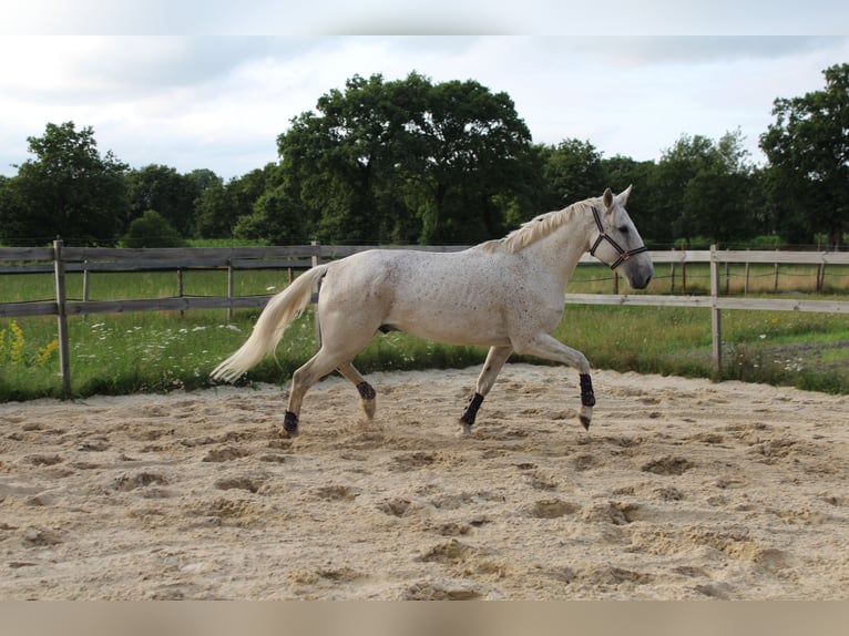 Irish Sport Horse Wallach 15 Jahre 164 cm Schimmel in Rhauderfehn