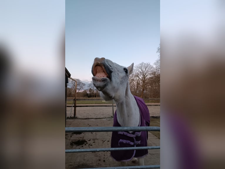 Irish Sport Horse Wallach 15 Jahre 164 cm Schimmel in Rhauderfehn