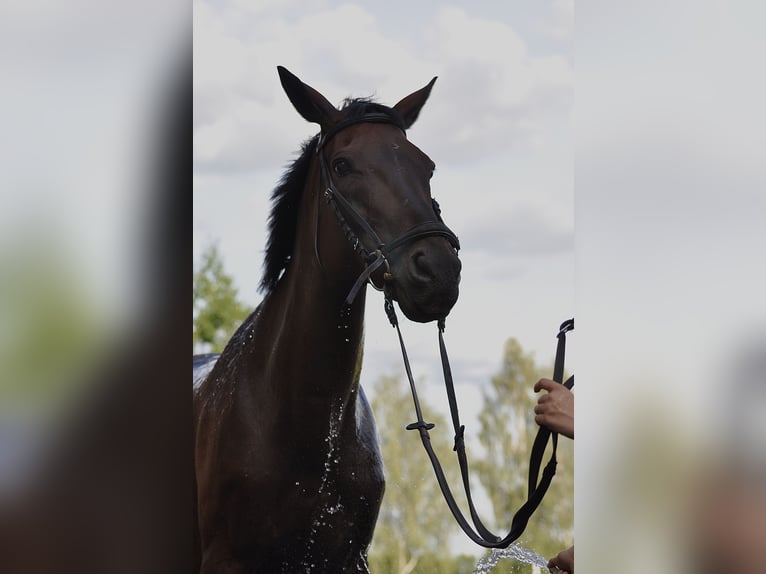 Irish Sport Horse Wallach 15 Jahre 165 cm Dunkelbrauner in Jerzmanowice
