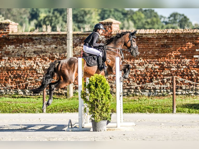 Irish Sport Horse Wallach 15 Jahre 165 cm Dunkelbrauner in Jerzmanowice