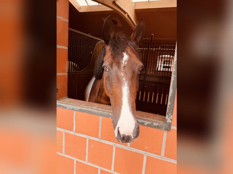 Irish Sport Horse Wallach 15 Jahre 168 cm Brauner in Moosach