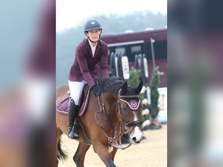 Irish Sport Horse Wallach 15 Jahre 168 cm Brauner in Moosach