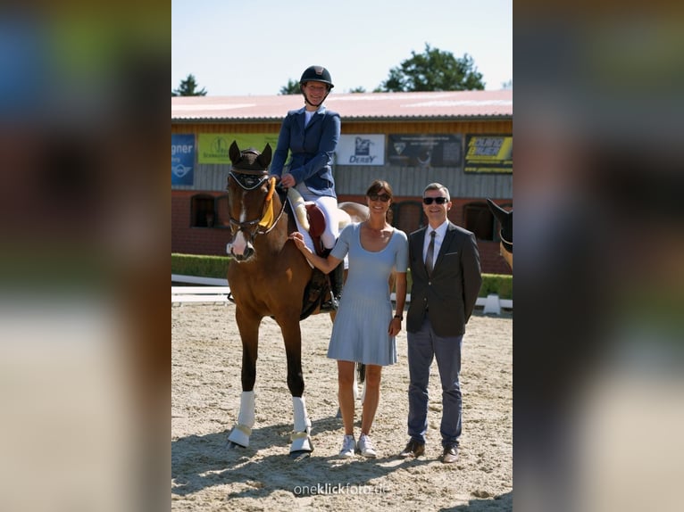 Irish Sport Horse Wallach 15 Jahre 168 cm Brauner in Moosach