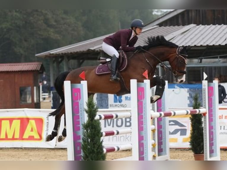 Irish Sport Horse Wallach 15 Jahre 168 cm Brauner in Moosach