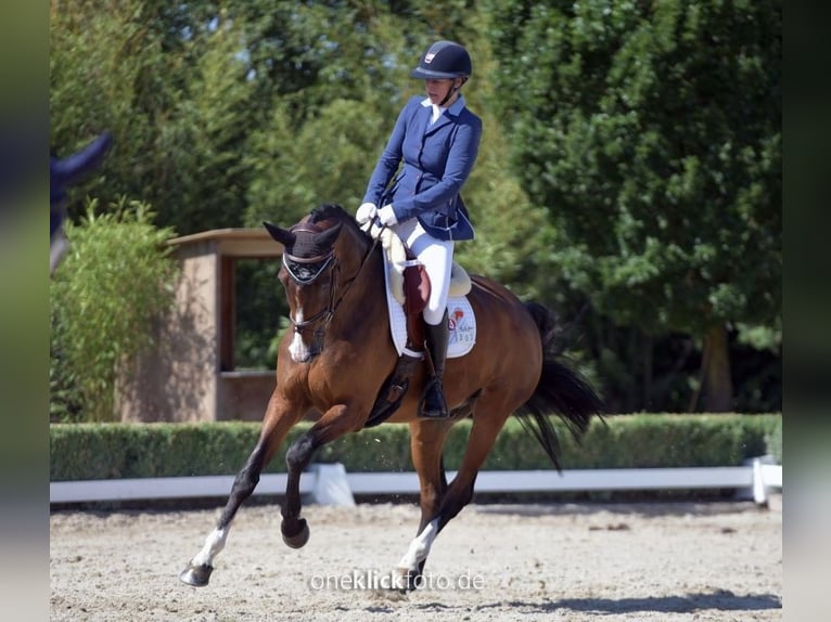 Irish Sport Horse Wallach 15 Jahre 168 cm Brauner in Moosach
