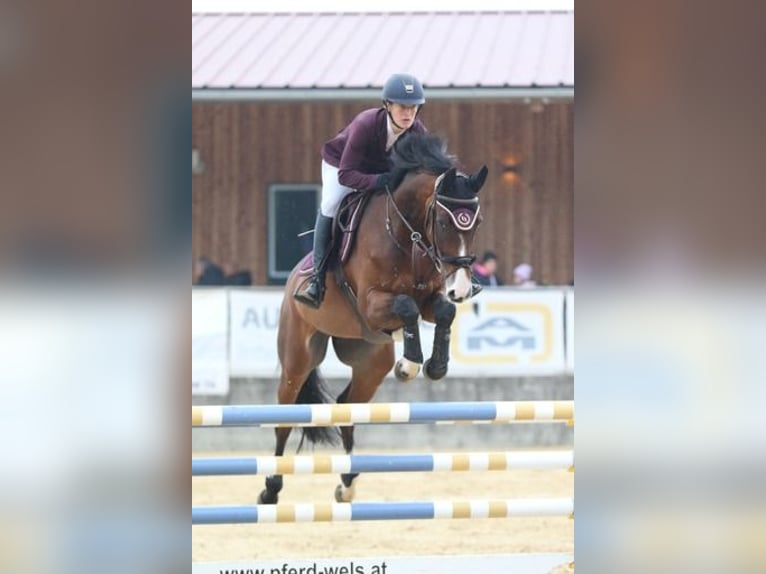 Irish Sport Horse Wallach 15 Jahre 168 cm Brauner in Moosach
