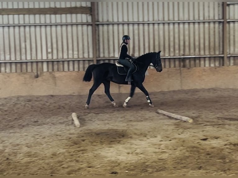 Irish Sport Horse Wallach 15 Jahre 168 cm  in Sligo