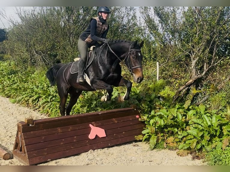 Irish Sport Horse Wallach 15 Jahre 168 cm  in Sligo