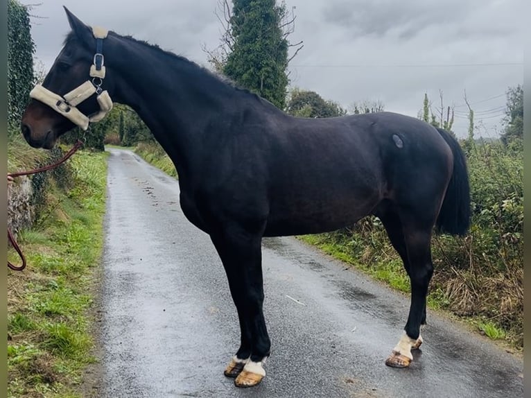 Irish Sport Horse Wallach 15 Jahre 168 cm  in Sligo