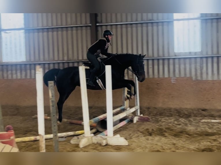 Irish Sport Horse Wallach 15 Jahre 168 cm  in Sligo